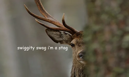 swag