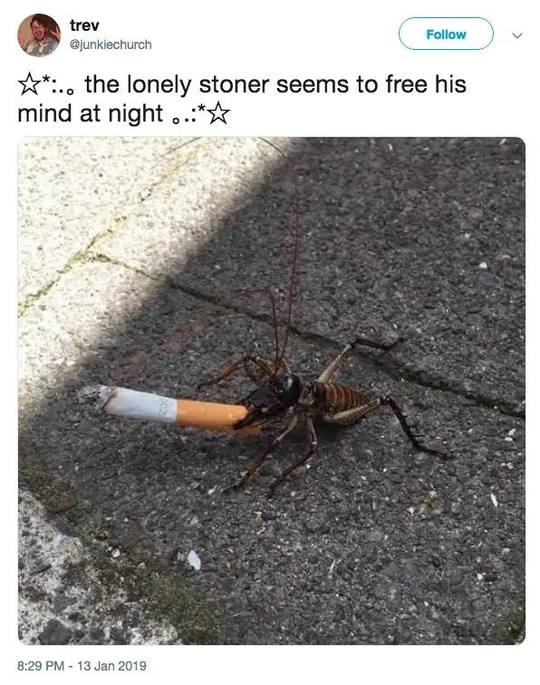 A 2019 tweet pairs the lyric with a photo of a large insect dragging a cigarette butt.