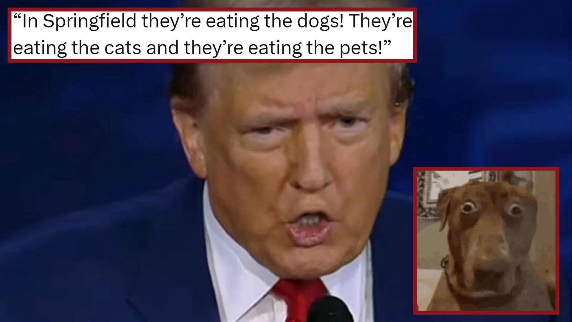 The viral quote from the September 2024 presidential debate that spawned the meme.