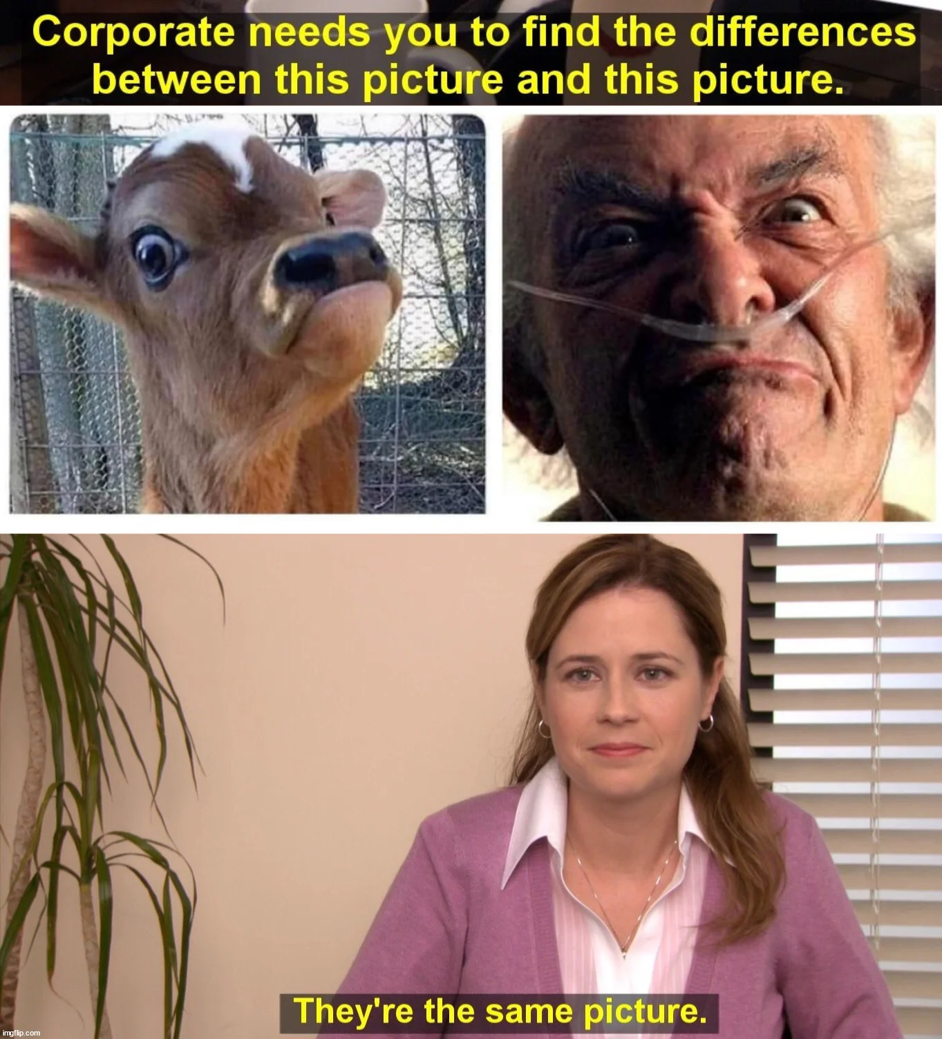 Animal resemblance: calf and human similar expressions.