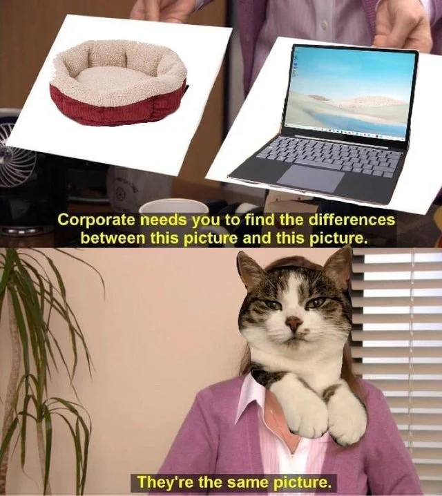 Cat variant: pet bed versus laptop napping spots.