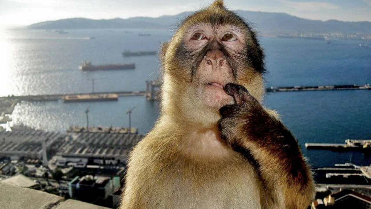 The original Thinking Monkey image, featuring a Barbary macaque in a contemplative pose at the Rock of Gibraltar.