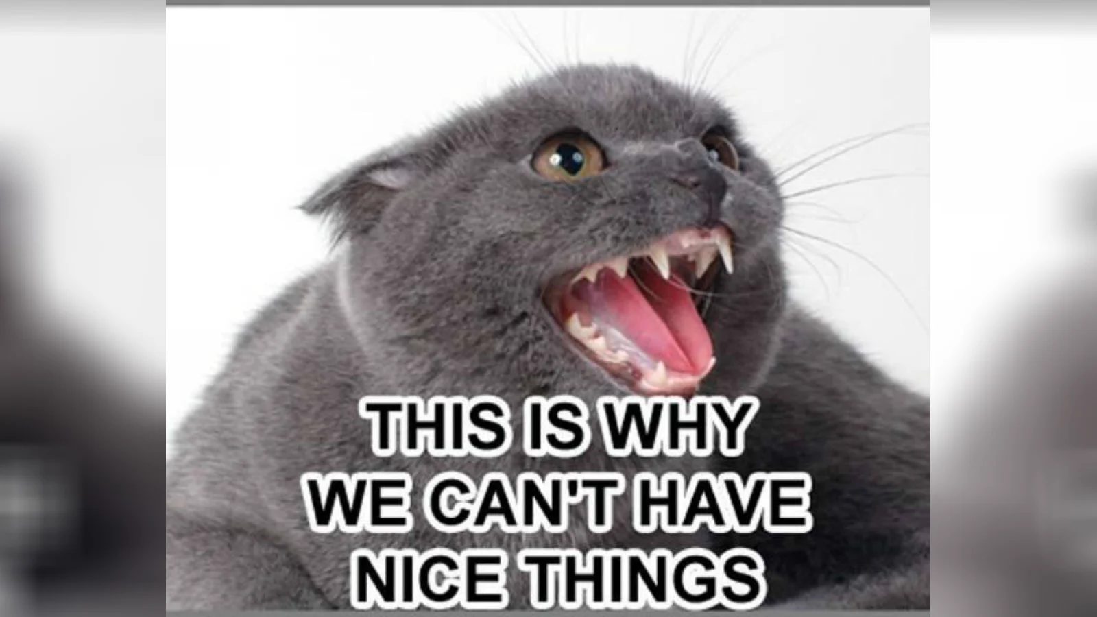 The original 'This Is Why We Can't Have Nice Things' image macro featuring an angry grey cat.