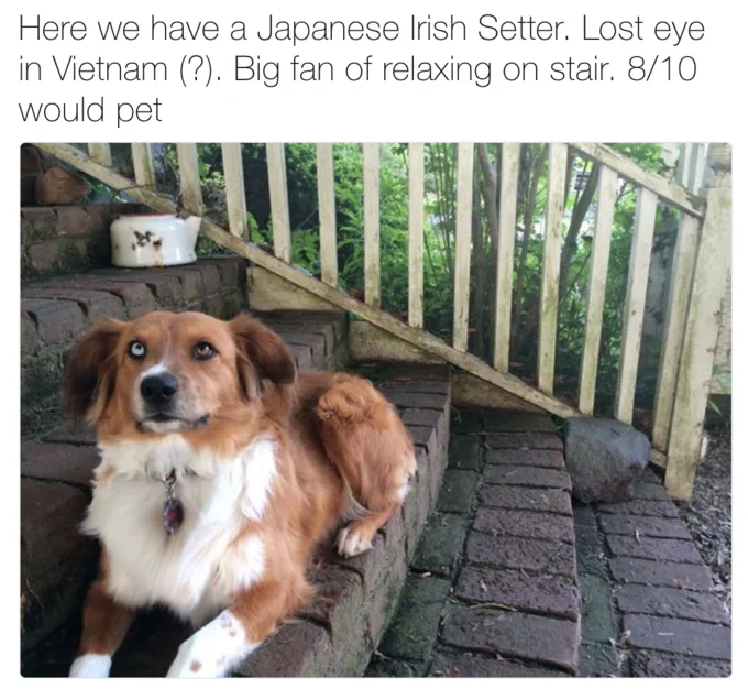We Rate Dogs Twitter post with biography.