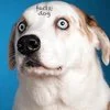 Clean portrait exemplifying We Rate Dogs aesthetic.
