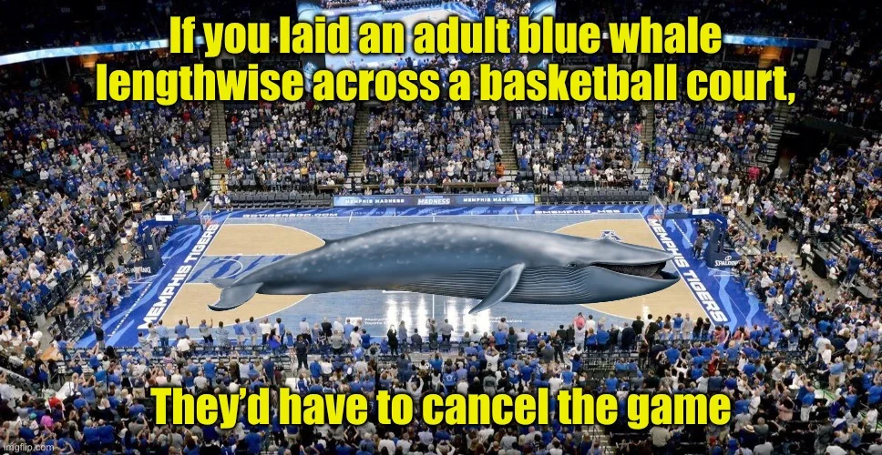 Example of the whale meme