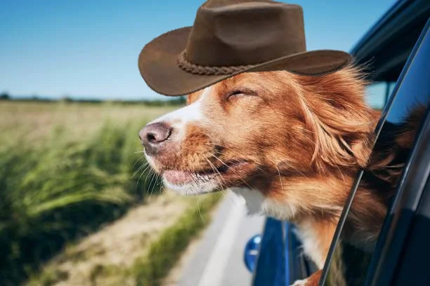 What in Tarnation