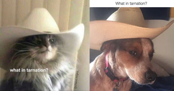 Dual animal subjects with cowboy hats.