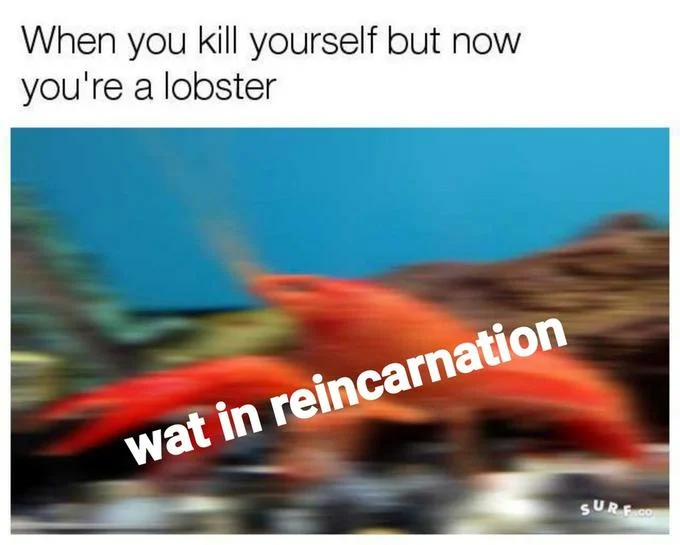 Dark humor lobster reincarnation variant.