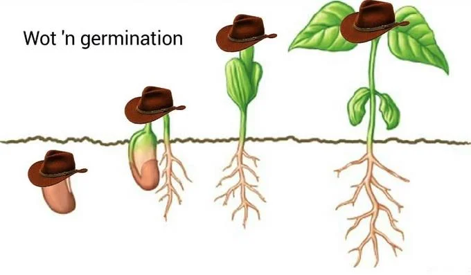 Educational plant germination variant.