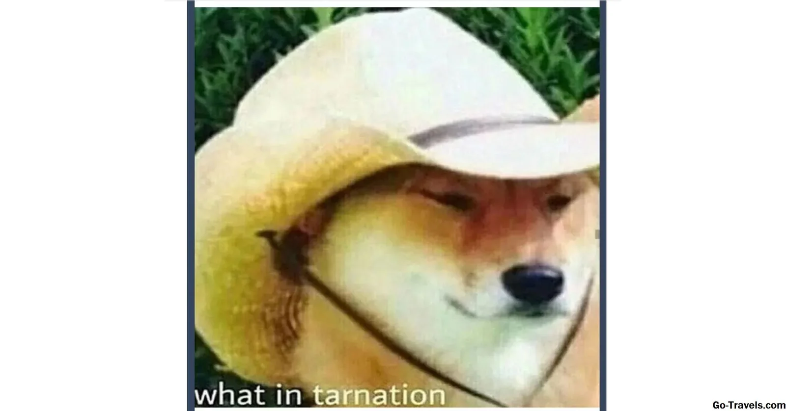 Original Shiba Inu What in Tarnation meme.