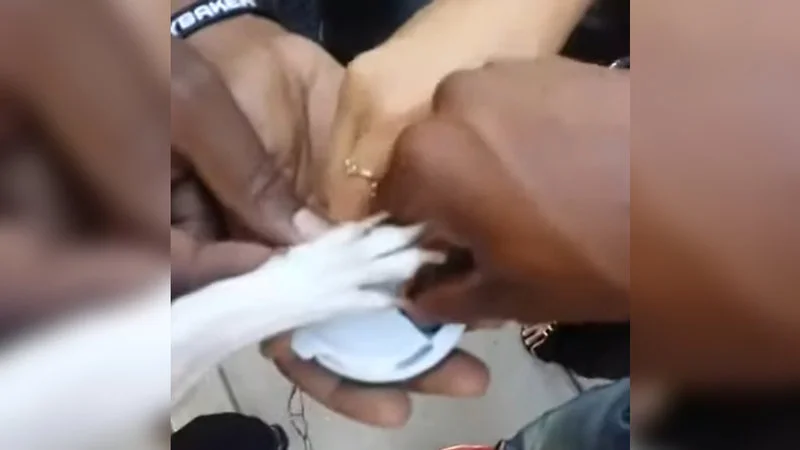 The original viral Vine video source footage.