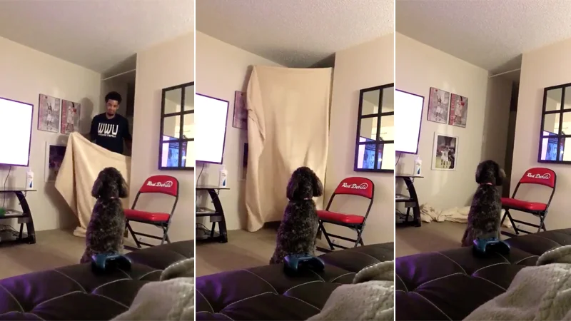A three-panel sequence capturing the classic 'What the Fluff' challenge, where an owner holds up a blanket and appears to vanish, leaving the dog confused.