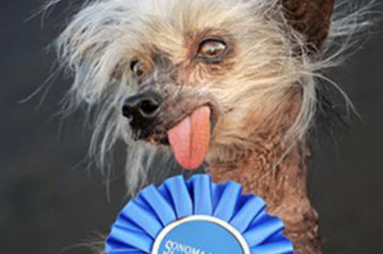A winner of the World's Ugliest Dog Contest poses with a blue ribbon from the Sonoma-Marin Fair, where the annual competition is held.