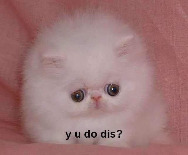 The original 'y u do dis?' image macro featuring a sad-eyed white Persian kitten.