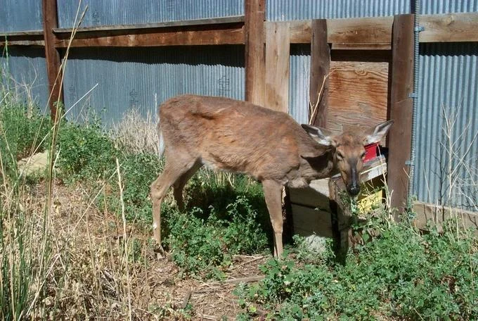 Real CWD outbreak deer image.