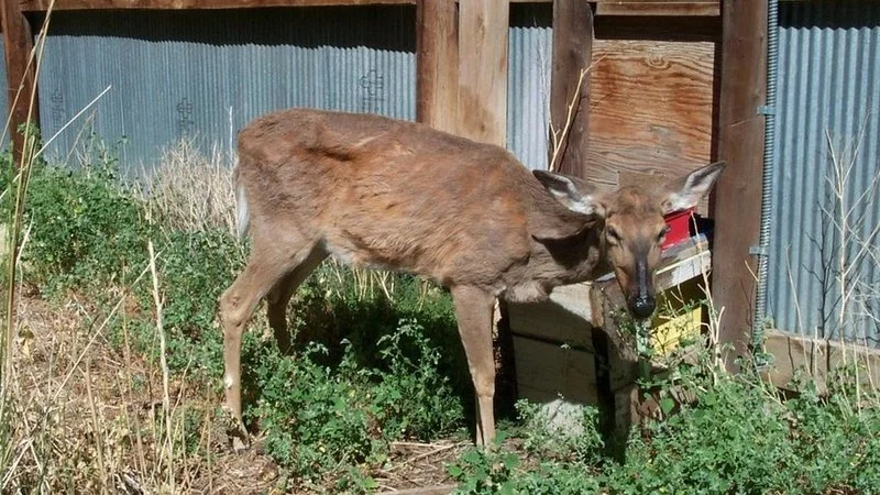 Real CWD infected deer.